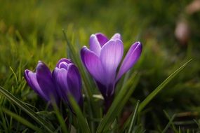 violet crocus flowers in spring