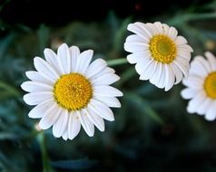 delightful nice daisies flower