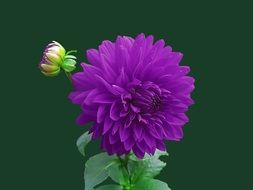 violet dahlia flower