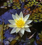 light yellow water lily