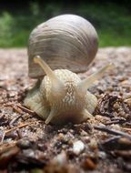 Macro picture of snail in a forest