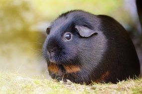 cute black guinea pig