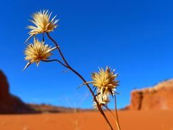 Landscape of desert flowers