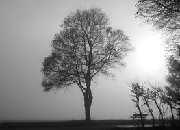 bare trees in the sunlight