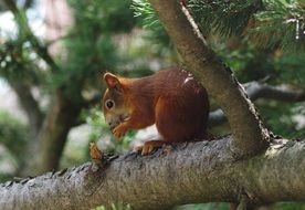 Red squirrel on a tree in the forest