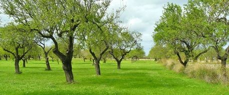 Olive trees on a green meadow