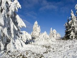 fabulous winter landscape in the forest