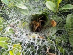 dramatic spider cobweb macro