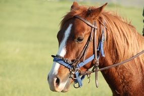 delightful brown horse