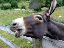 cute black donkey eating grass