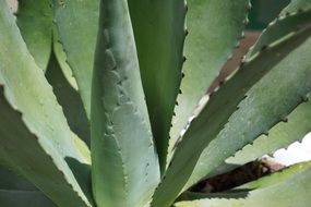 green agave cactus sunshine