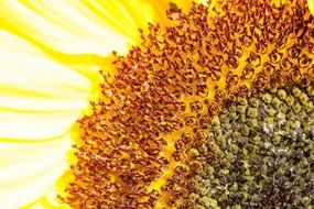 sunflower seeds on a flower