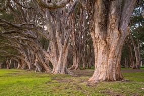 High and old trees in botanical park