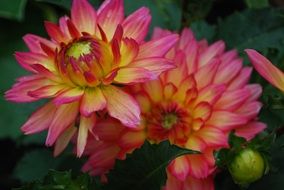 lush dahlia is representative of flora