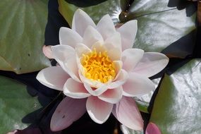 delicate water lily blossom