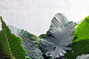 anthurium leaf green