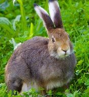 grey hare lays on green grass