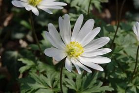 white spring flowers close up