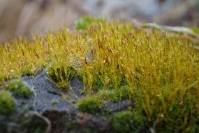 moss on a stone after rain