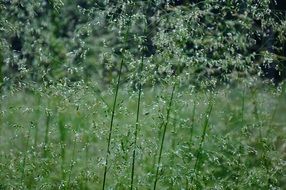 wild grass blossoms close up