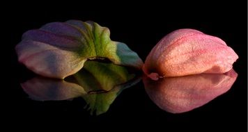 two pink petals on a black background