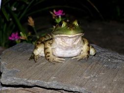 green frog in wildlife