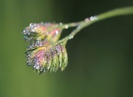 dewdrop drop on a multicolored flower