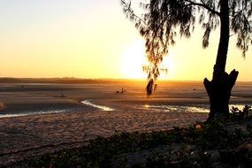 Tree on the beach by the ocean