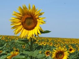 sunflowers in france