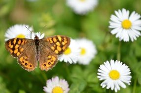 butterfly on daisies