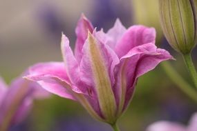 pink clematis bud