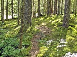 Landscape of way in green sunny forest