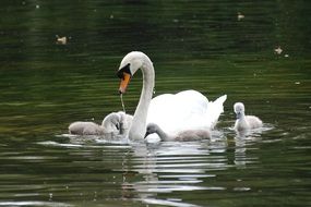 swan with chicks on the water