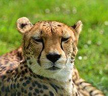 Muzzle cheetah closeup