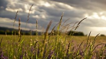 landscape of colorful meadow in spring