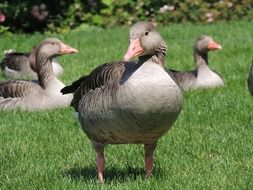 a flock of ducks is resting in the sun