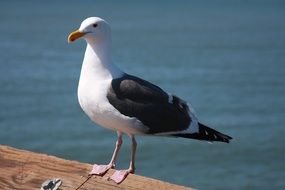 large seagull on wood fence on seaside