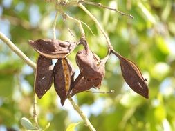 seeds on a tree branch