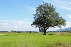 summer landscape with lonely tree, chiemgau