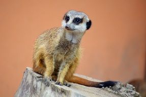 meerkat sitting on a stone