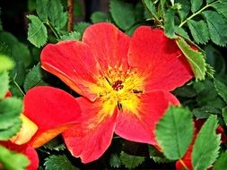 red flower among green leaves on a bush in summer