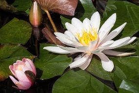 water lilies or lake rose