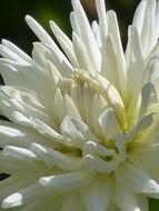 white tender dahlia flower