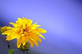 delicate yellow flower on a blue background