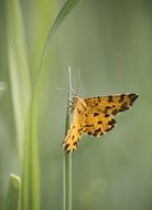 butterfly on the green grass