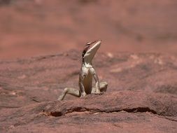 desert lizard