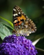 butterfly on a blue flower in nature