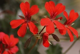 Red geranium flowers blossom