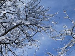 branches nature winter