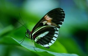 papilio rumanzovia, patterned exotic butterfly